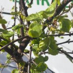Breza previsnutá (Betula Alba pendula) ´MAGICAL GLOBE ´ - výška 120-130 cm, kont. C5L - NA KMIENKU